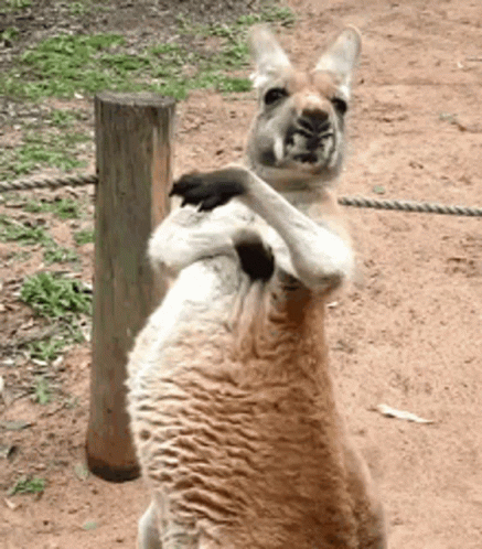 Adorable Kangaroo Scratching GIF
