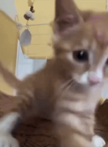 Adorable Kitten Camera Smack GIF
