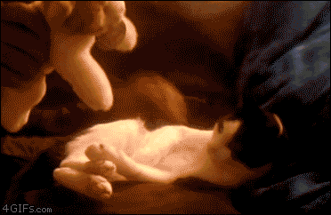 Adorable Kitten Hugs My Precious Toy GIF