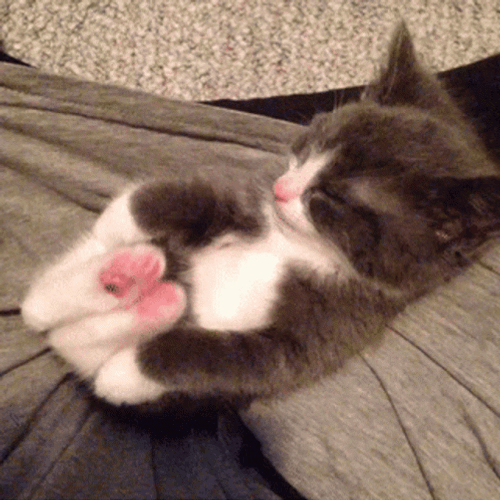 Adorable Kitten Leg Stretch GIF