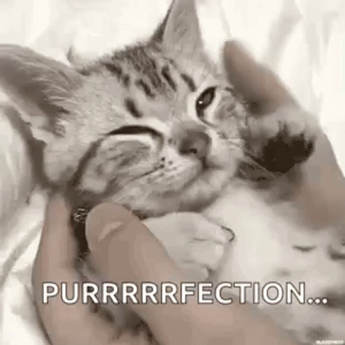 Adorable Kitty Purr GIF