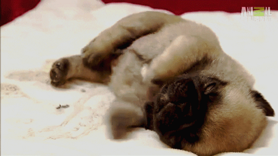 Adorable Little Puppy Dreaming Good Morning Puppy GIF