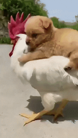 Adorable Little Puppy Riding Chicken On Street GIF