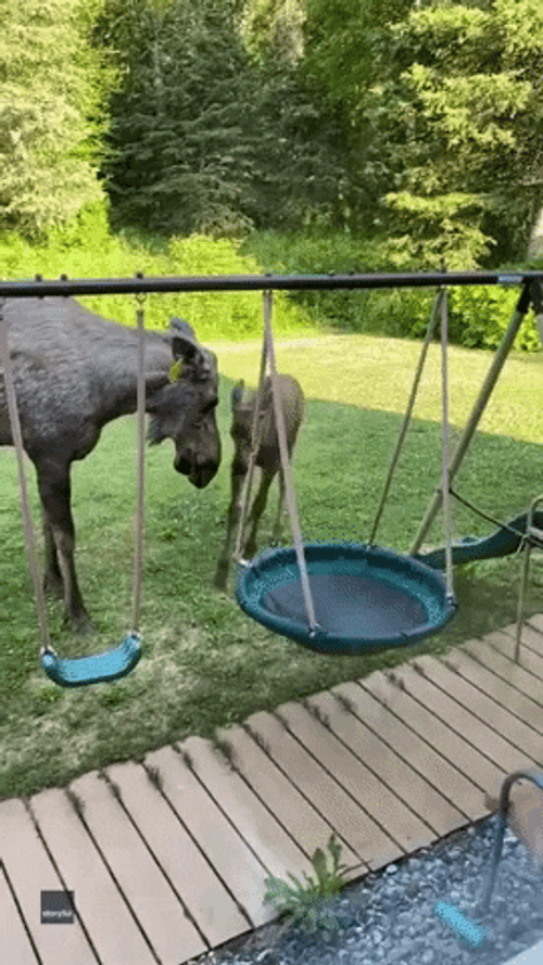 Adorable Moose Playing GIF