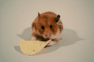 Adorable Mouse Munching Chips GIF