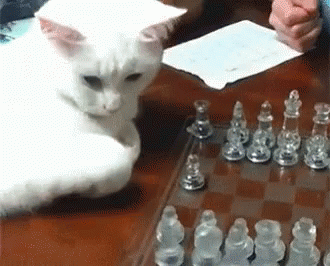Adorable Naughty White Cat Playing Chess GIF