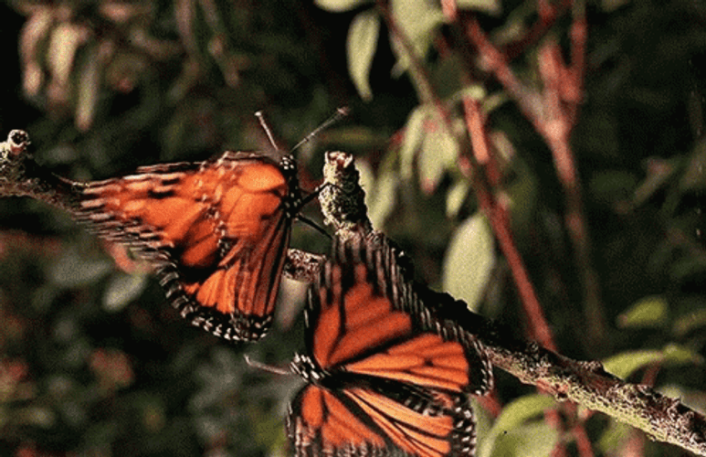 Adorable Orange Butterflies GIF