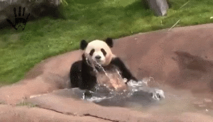 Adorable Panda Playing Water Splash GIF