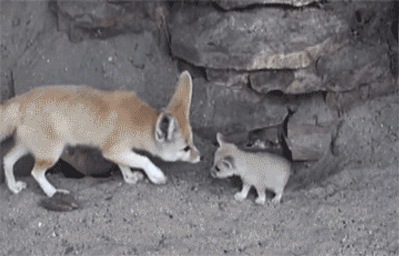 Adorable Parent And Cute Baby Fox GIF