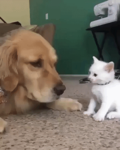 Adorable Pet Animals Dog And Cat GIF