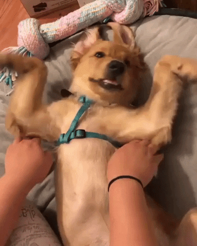 Adorable Pet Dog Flapping Legs GIF