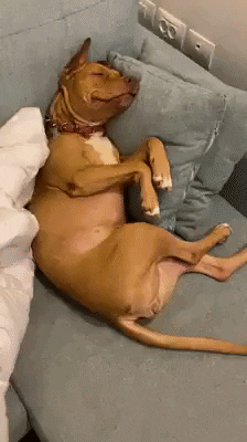 Adorable Pet Dog Sleeping Couch GIF