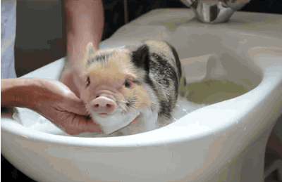 Adorable Piglet Bath Tub GIF