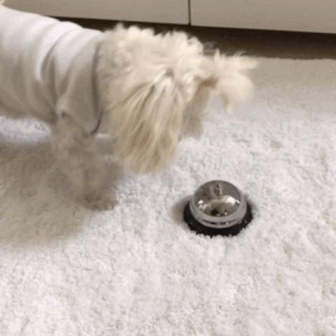 Adorable Poodle Hitting Bell GIF