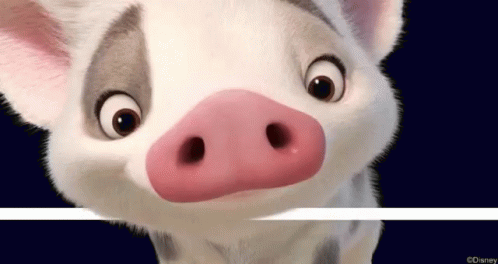 Adorable Pua Pig Sniffing GIF
