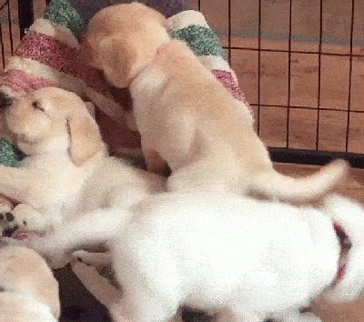 Adorable Puppies Cuddle Cage GIF