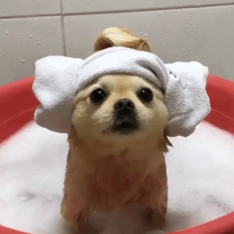 Adorable Puppy Bath Towel GIF