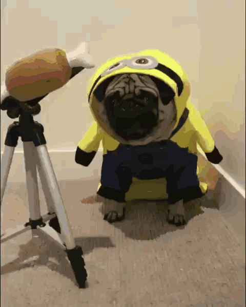 Adorable Puppy Hazmat Suit Costume GIF