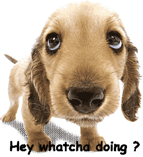 Sniffing Dog Whatcha Doin GIF | GIFDB.com