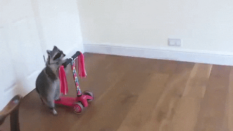 Adorable Racoon Riding Scooter GIF