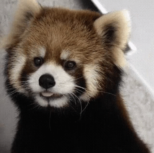 Adorable Red Panda GIF