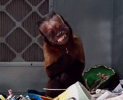 Adorable Rizz Monkey Funny Big Grin GIF
