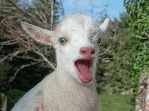 Adorable Screaming White Goat GIF