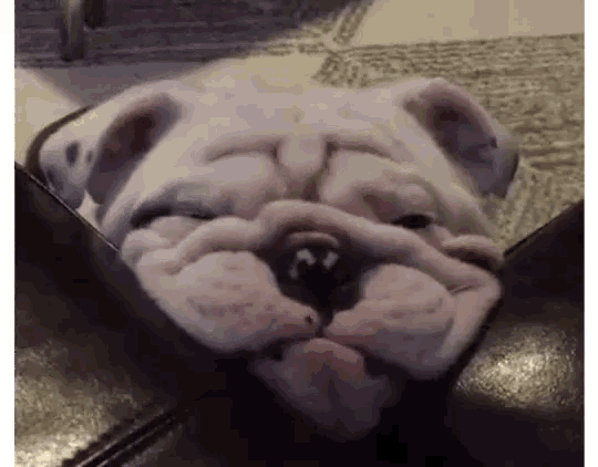 Adorable Sleeping Bulldog GIF