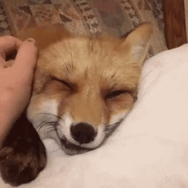 Adorable Sleeping Fox GIF