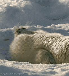 Adorable Snow Seal Sup GIF