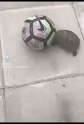 Adorable Tiny Turtle Pushing Futbol GIF
