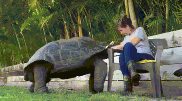 Adorable Tortoise Sweet Human GIF