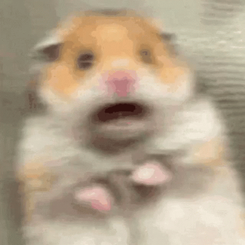 Adorable Trembling Terrified Hamster GIF