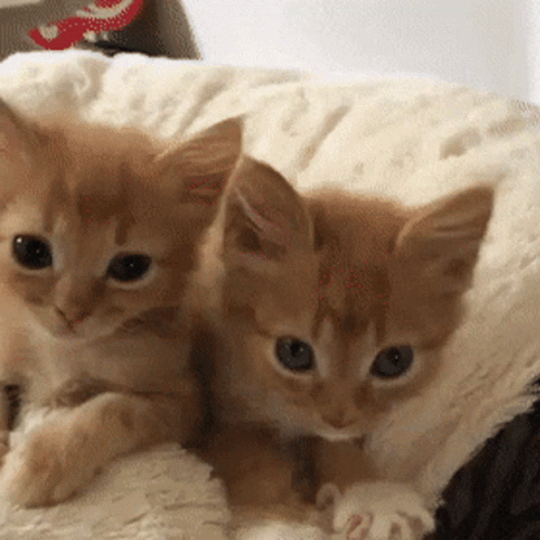 Adorable Twin Ginger Baby Cats Making Biscuits GIF