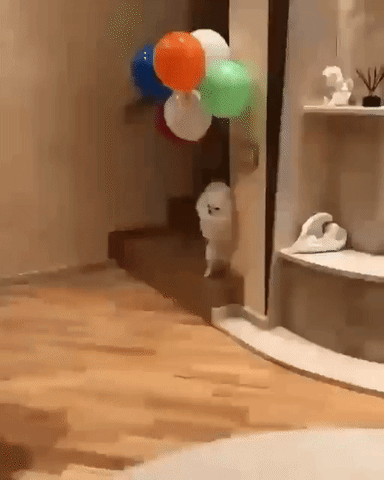 Adorable White Dog Floating Balloons GIF