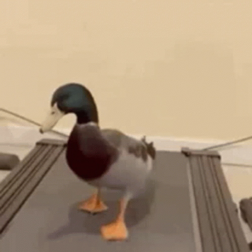 Adult Duck Waddle On Treadmill GIF