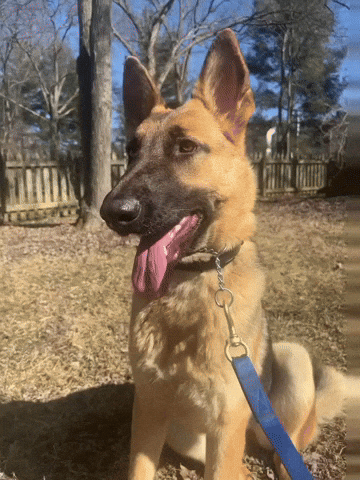 Adult German Shepherd GIF