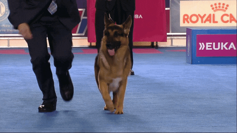 Adult German Shepherd Running GIF
