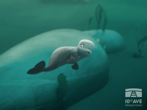 Adventurous Little Talking Beluga GIF