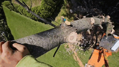 Aerial View Of Person Cutting Tree With Chainsaw GIF