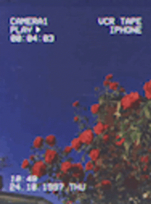 Aesthetic Background Red Flower GIF