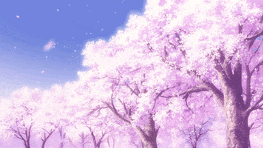 Aesthetic Cherry Blossom Background GIF 