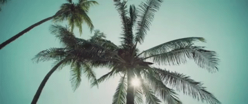 Aesthetic Coconut Tree GIF
