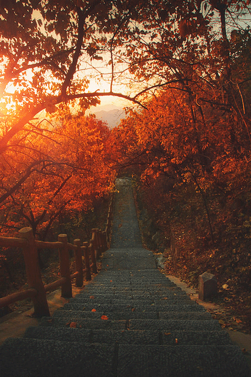 Aesthetic Fall Pathway GIF