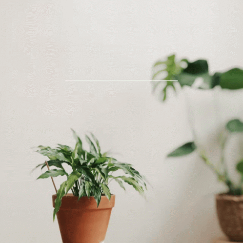 Aesthetic Quotes Don't Ask Thanks GIF