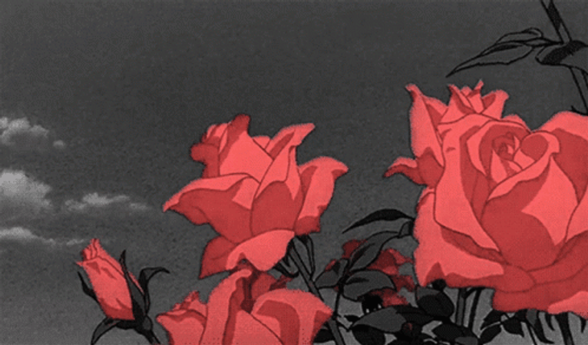 Aesthetic Red Roses GIF