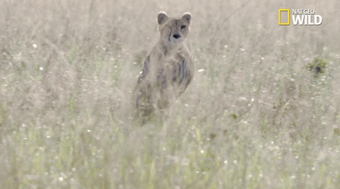 African Big Cat Cheetah Running GIF