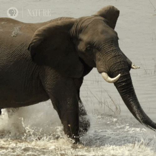 African Bush Elephant Botswana GIF