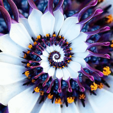 African Daisy Hypnosis Spiral GIF