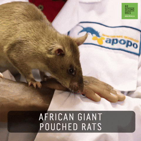 African Giant Pouched Rat Showering GIF